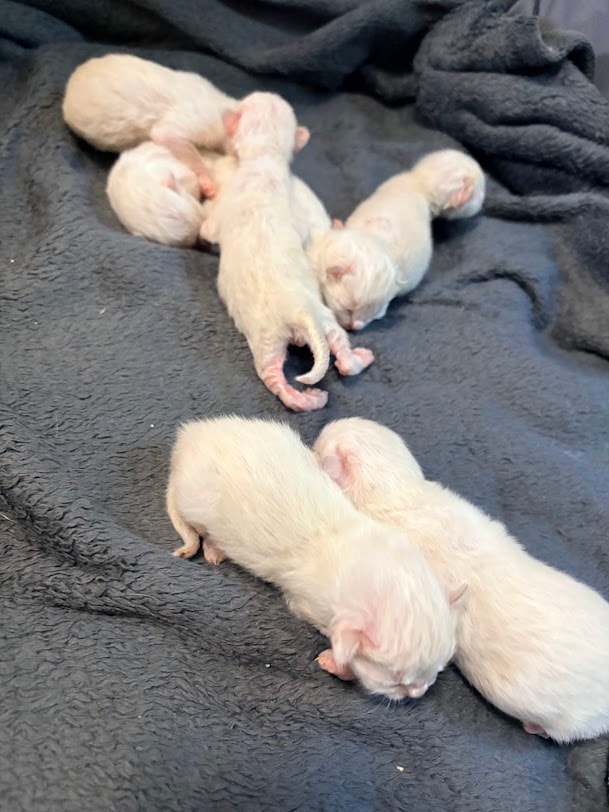 All seven kittens together
