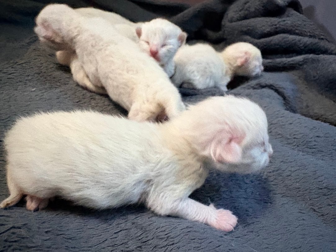Close-up of the kittens
