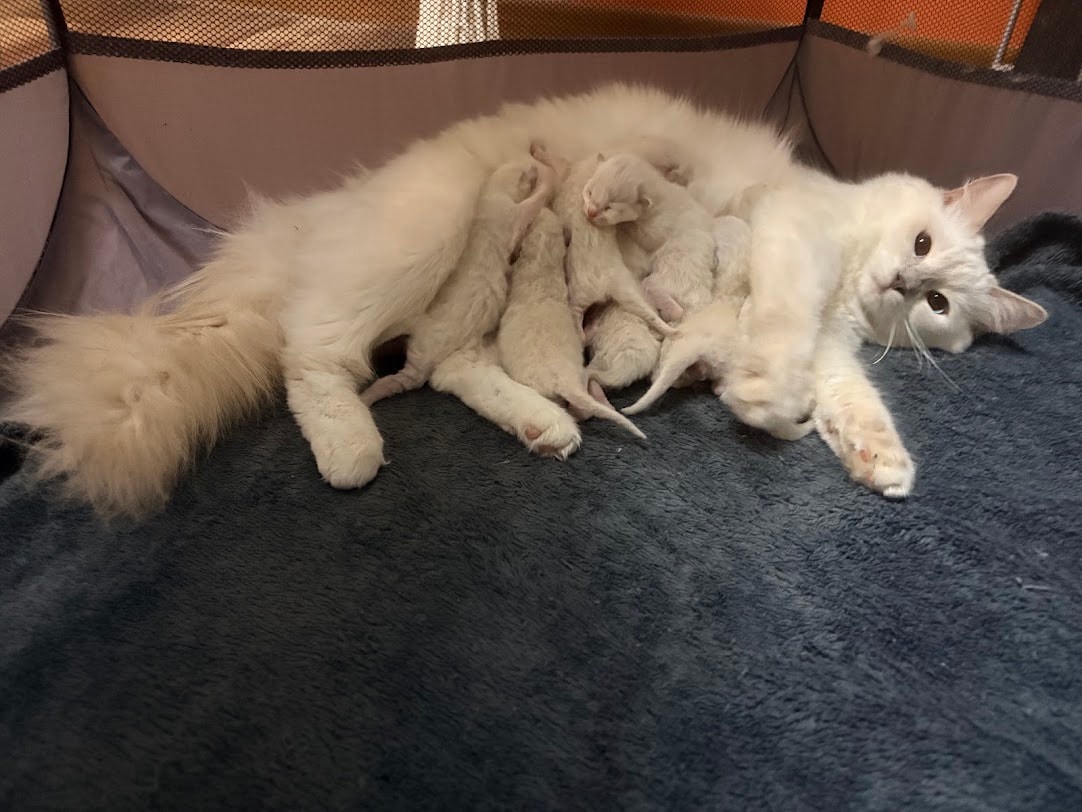Penny nursing her kittens