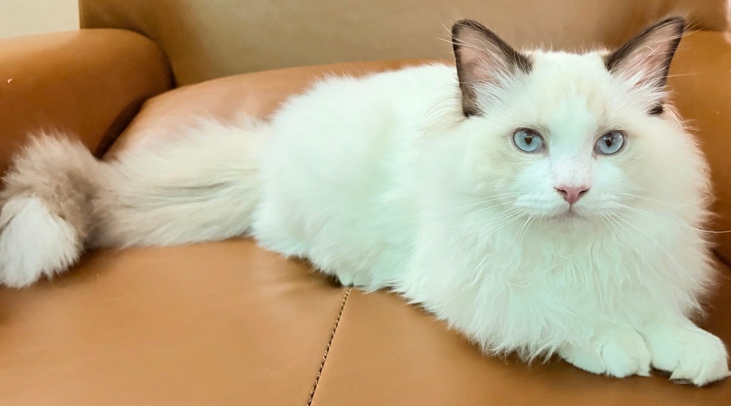 Tressel — Chocolate Bicolor Ragdoll king