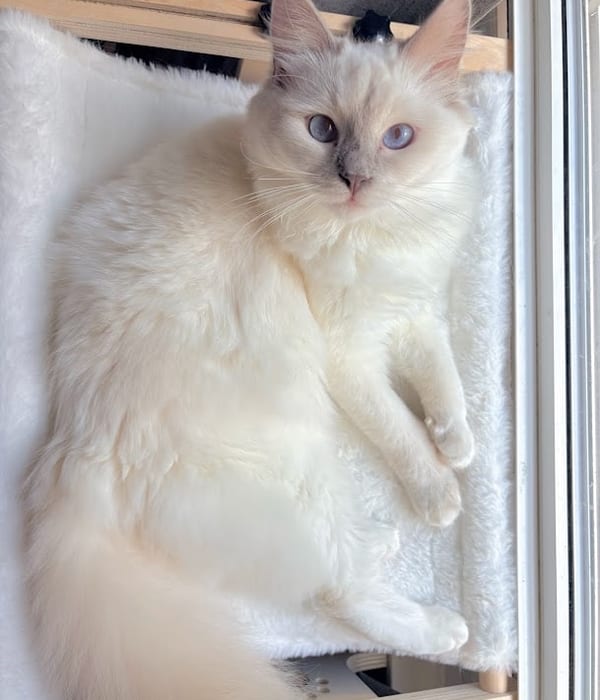 Penny — Lilac Point Ragdoll queen
