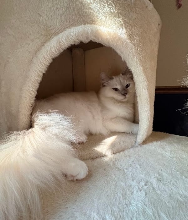 Claire — Lilac Point/Mitted Ragdoll queen
