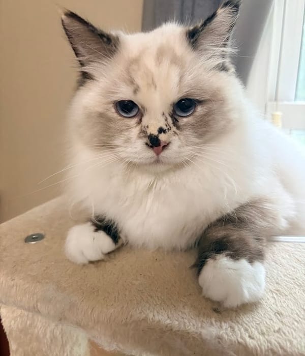 Scarlet — Seal Tortie Point/Mitted Ragdoll queen